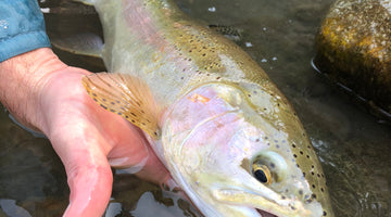 Early June Bow River Report