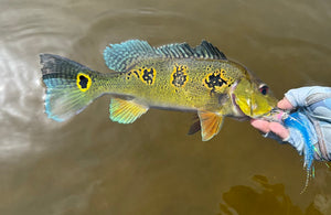 Brazil 2025 Trip Report - Part 3