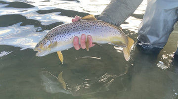 BOW RIVER REPORT - MARCH 1, 2024