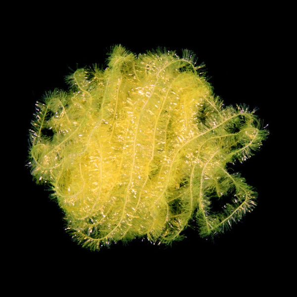 Semperfli Ice Chenille