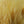 Load image into Gallery viewer, Hareline Marabou Blood Quills 1oz Package