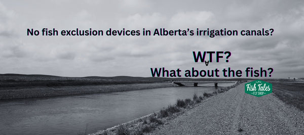 Irrigation canal with text questioning the absence of fish exclusion devices in Alberta, Canada.