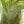 Load image into Gallery viewer, Whiting Farms CDL Euro Tailing Pack