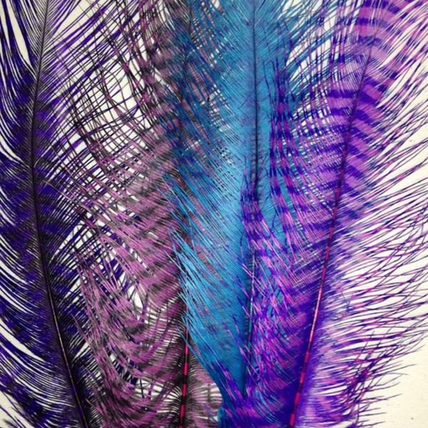 MFC Barred Ostrich Plume