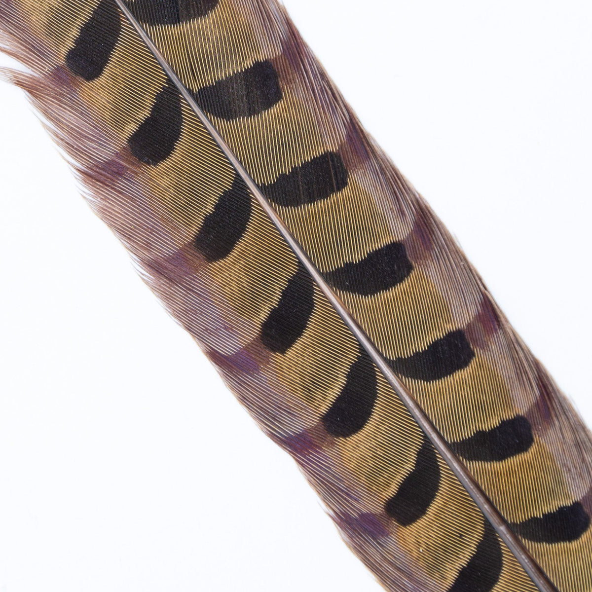 Real Ringneck Pheasant Feather Tail Feathers -  Log
