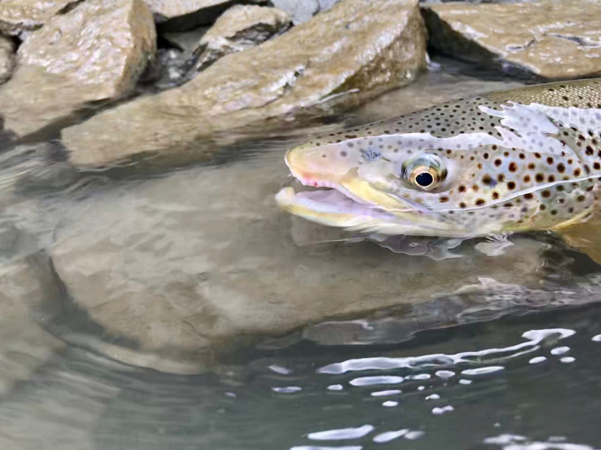 Fishing Report - July 3, 2018