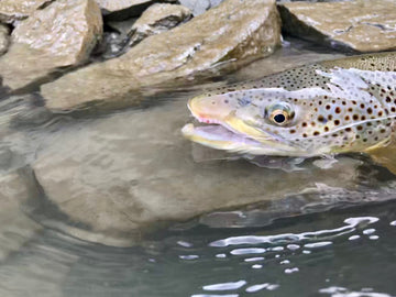 Fishing Report - July 3, 2018