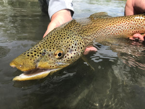 Fishing Report - June 23, 2018