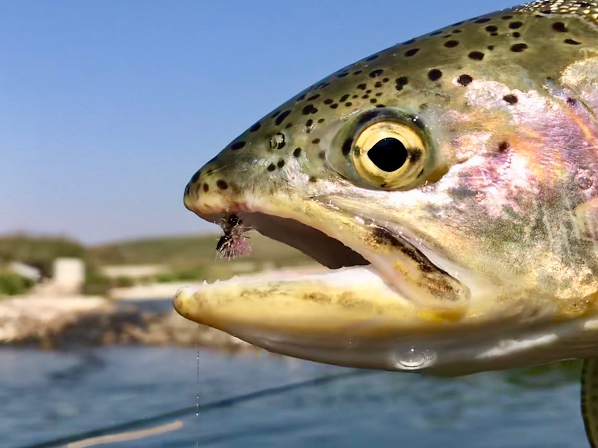 River Report - August 27, 2018