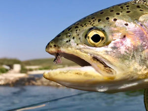 River Report - August 27, 2018