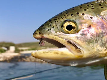 River Report - August 27, 2018