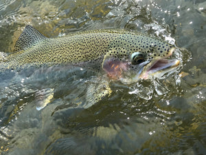 River Report - August 10, 2018
