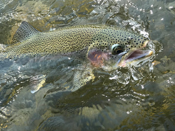 River Report - August 10, 2018
