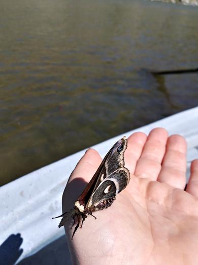 Mid-May Bow River Report - May 18th