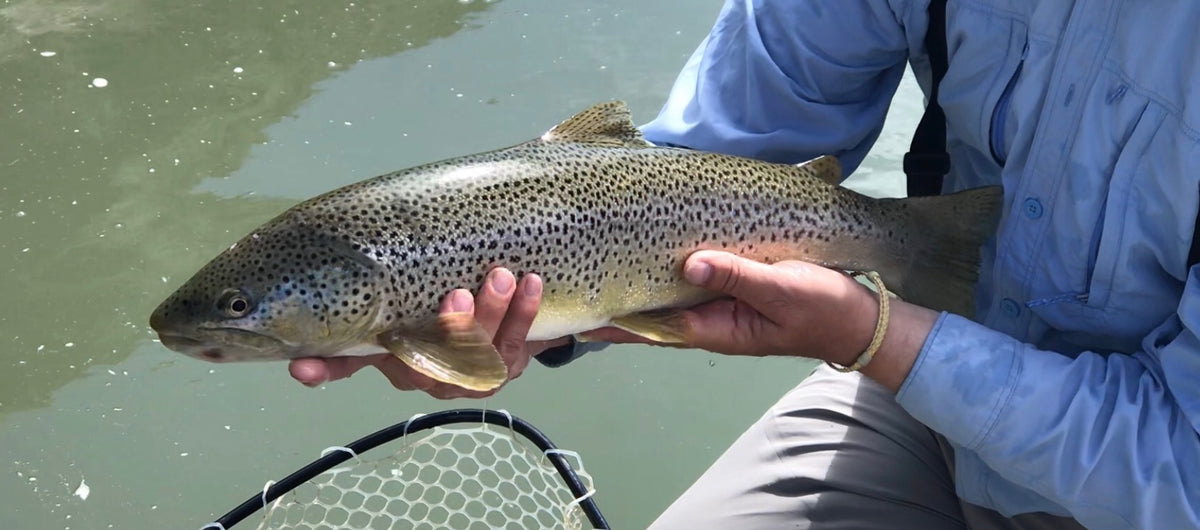 Water Report - June 12, 2019