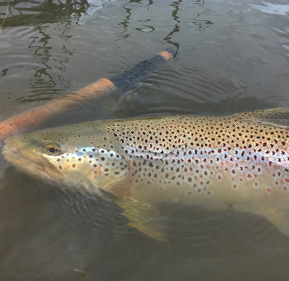 Fishing Report - June 1, 2018