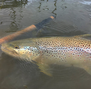 Fishing Report - June 1, 2018