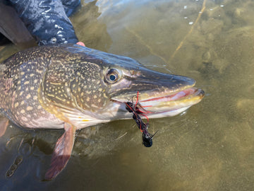 Pike Season Prep...