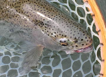 A Bow River trout in the water, inside the basket of a wooden hand net.