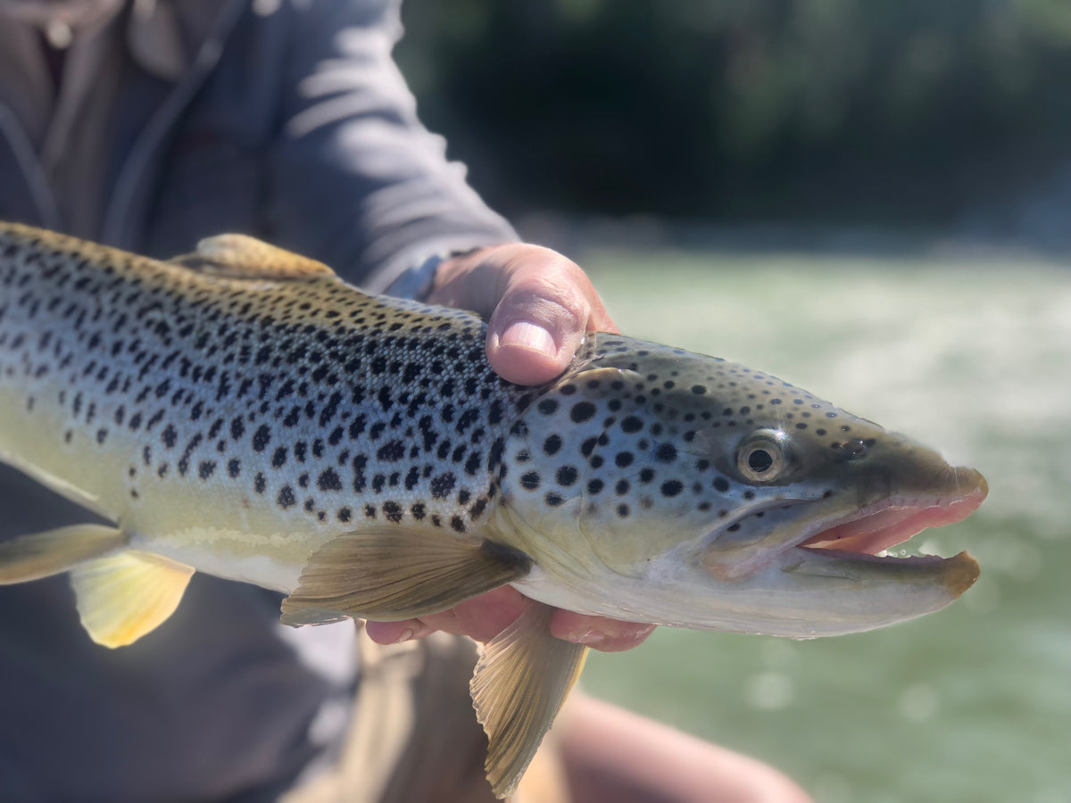 Bow River report - July 12, 2019