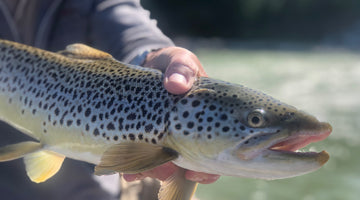 Bow River report - July 12, 2019