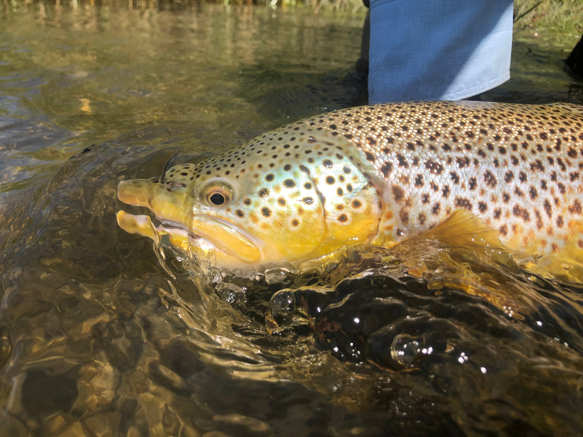 Bow River report - July 27, 2019