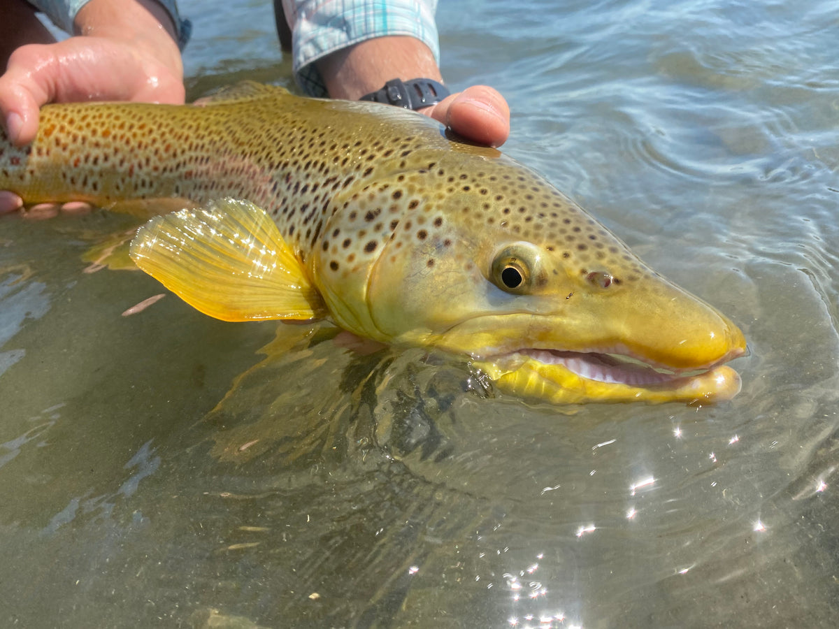 Bow River - July 31, 2020