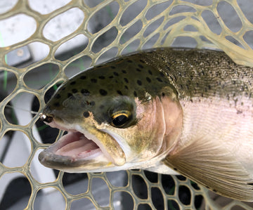 River Report - September 18, 2018