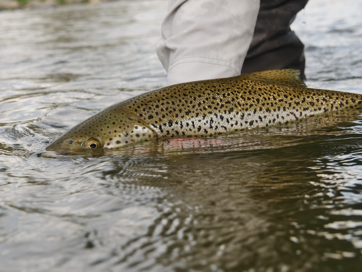 Covid 19 - Update June 3, 2020 GUIDING