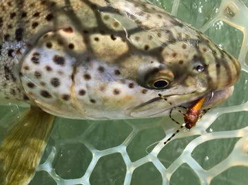 Fishing Report - June 8, 2018