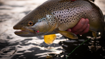 BOW RIVER FISHING REPORT APRIL 19, 2024