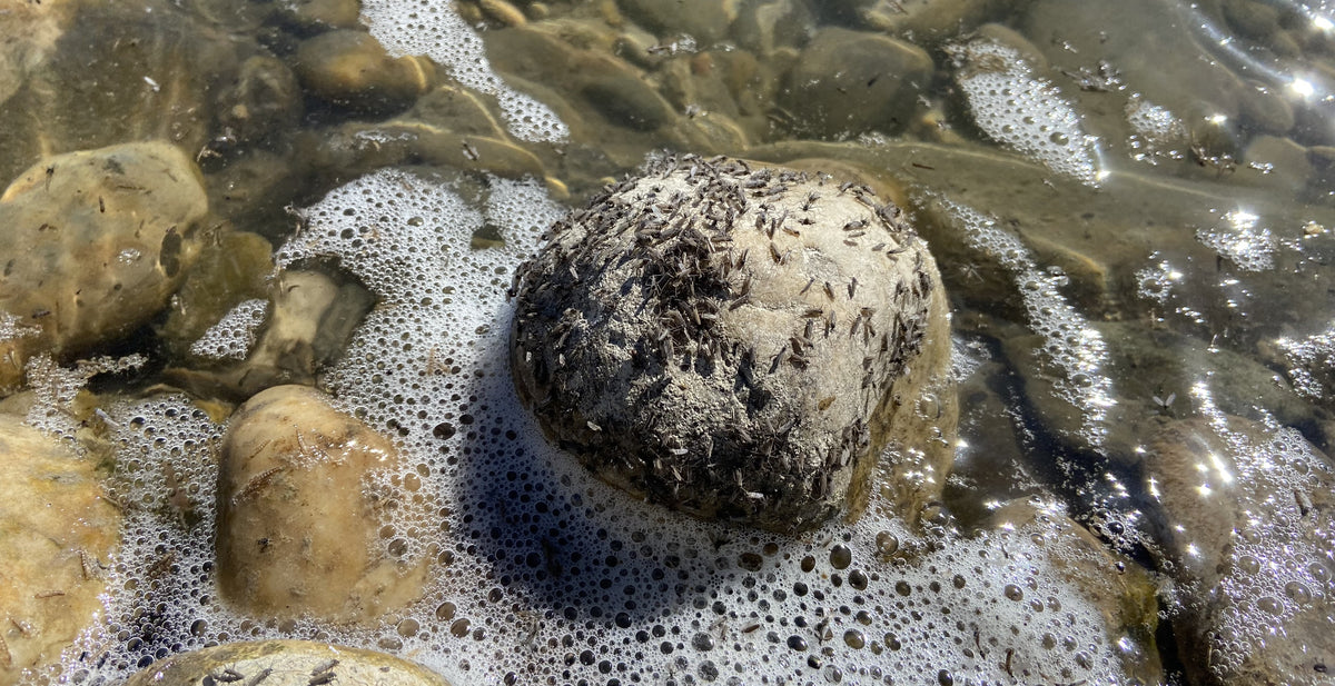 BOW RIVER FISHING REPORT APRIL 26, 2024