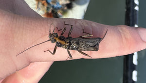 Bow River Fishing Report April 11, 2025