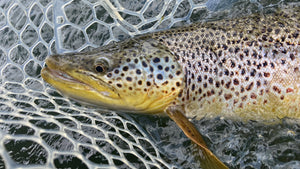 BOW RIVER FISHING REPORT AUGUST 2, 2024