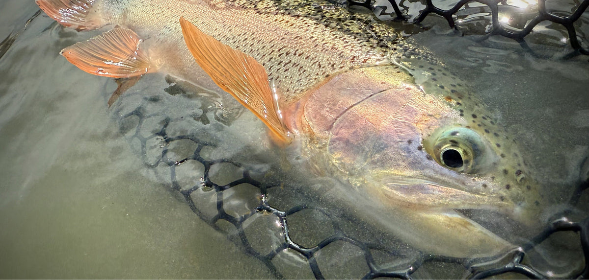 Bow River Fishing Report - August 15, 2025