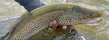 Bow River Fishing Report - August 29, 2026