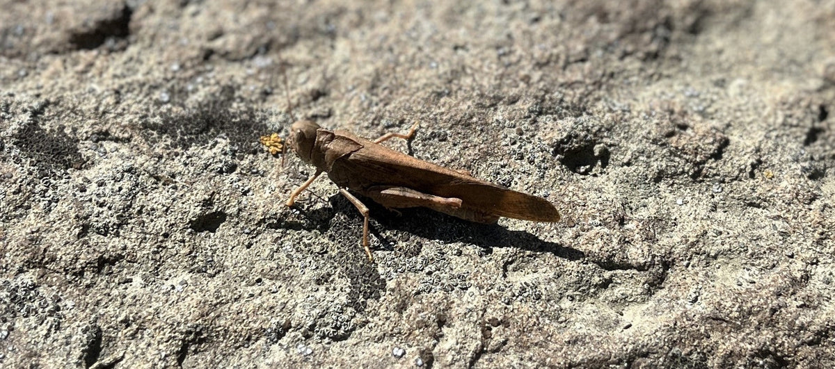 Bow River Fishing Report - August 29, 2025