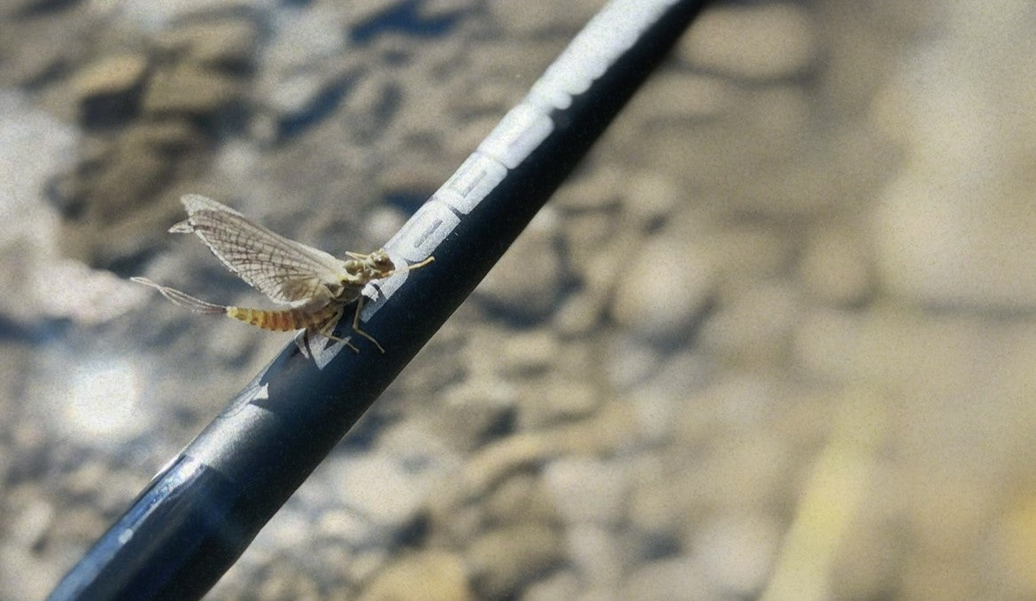 Bow River Fishing Report - September 5, 2025