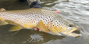 Bow River Fishing Report - August 8, 2025