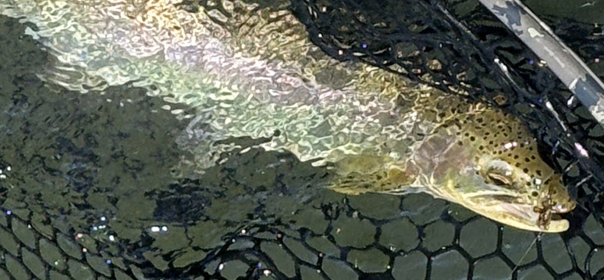 Bow River Fishing Report - August 9, 2026