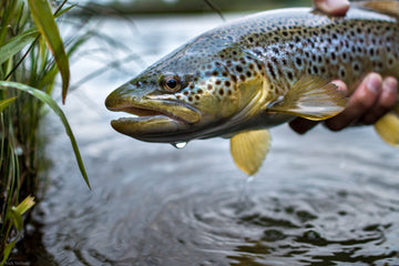 River Report - July 28, 2018