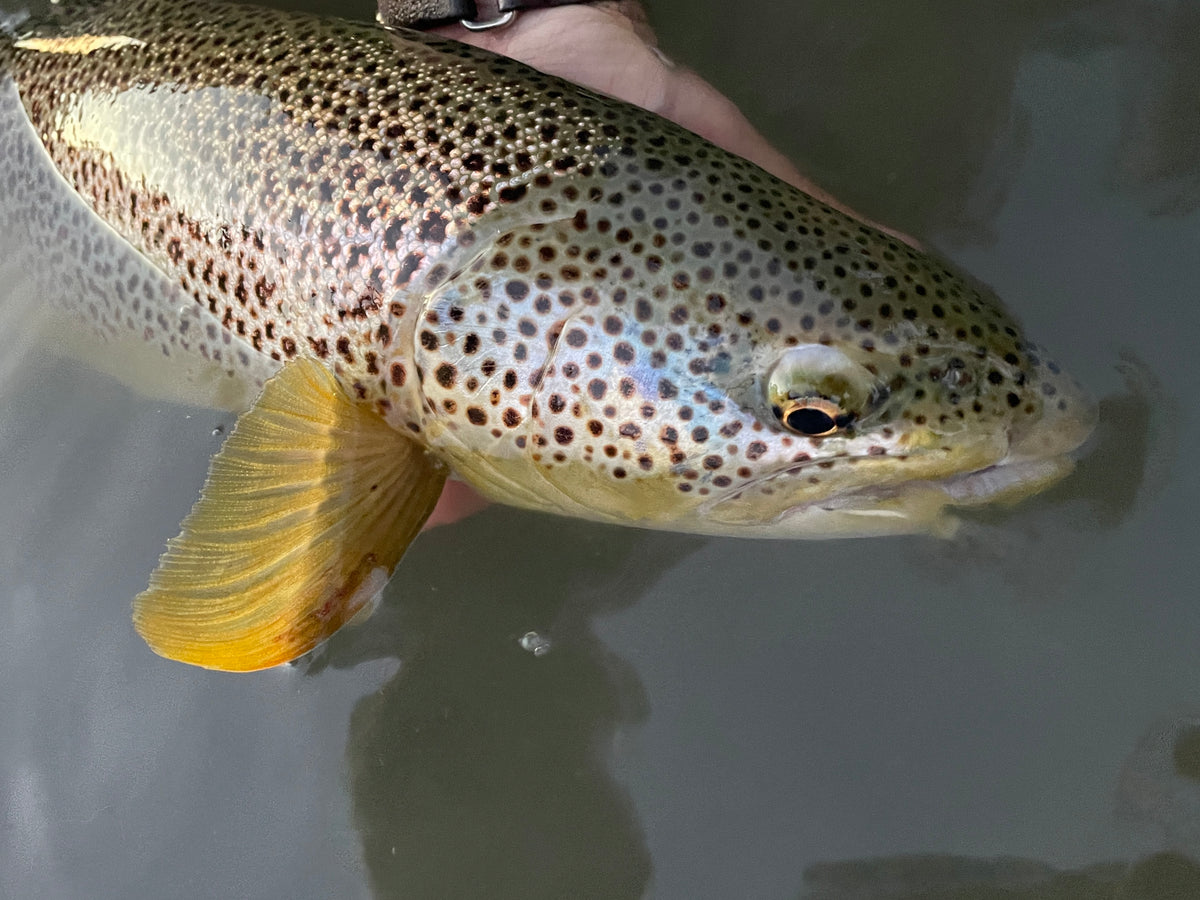 Mid-July river report