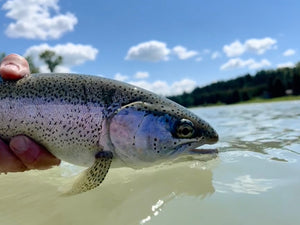 Early July Bow River Report