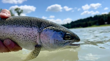 Early July Bow River Report
