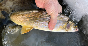 Winter Bow Report - Last One 'Til Spring