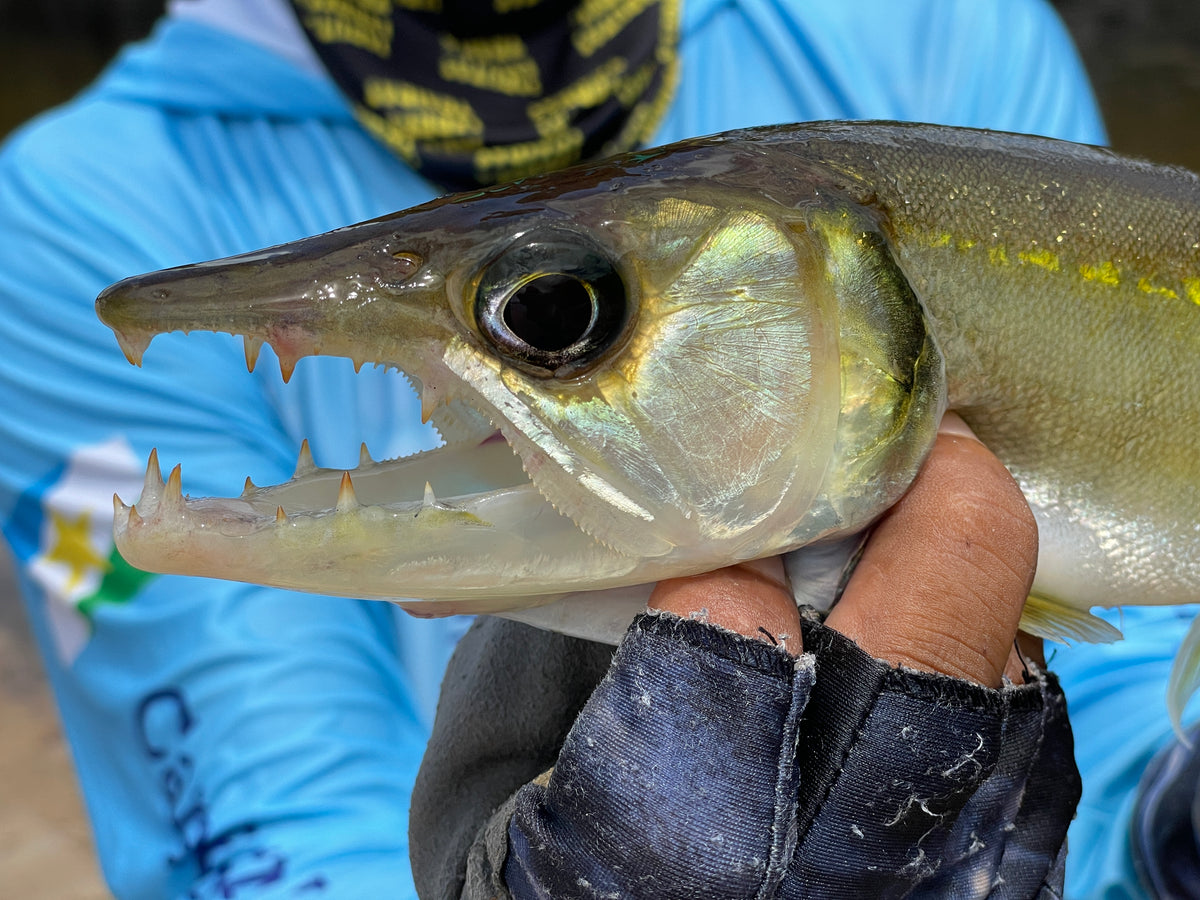 Brazil 2024 Trip Report - Part 2