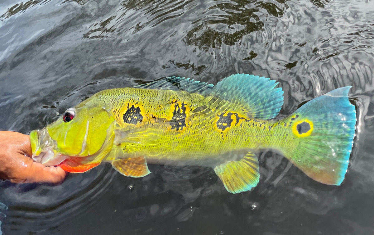 Brazil 2025 - January 12-19, 2025