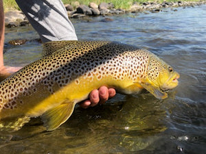 Bow River Report - August 28, 2019
