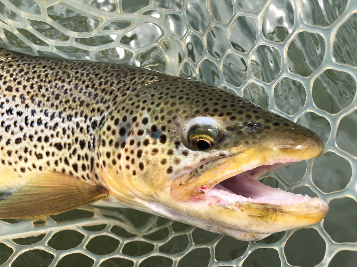 Bow River Water Report-July 6th, 2019