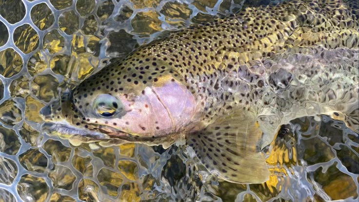 Bow River Report - September 24th, 2021